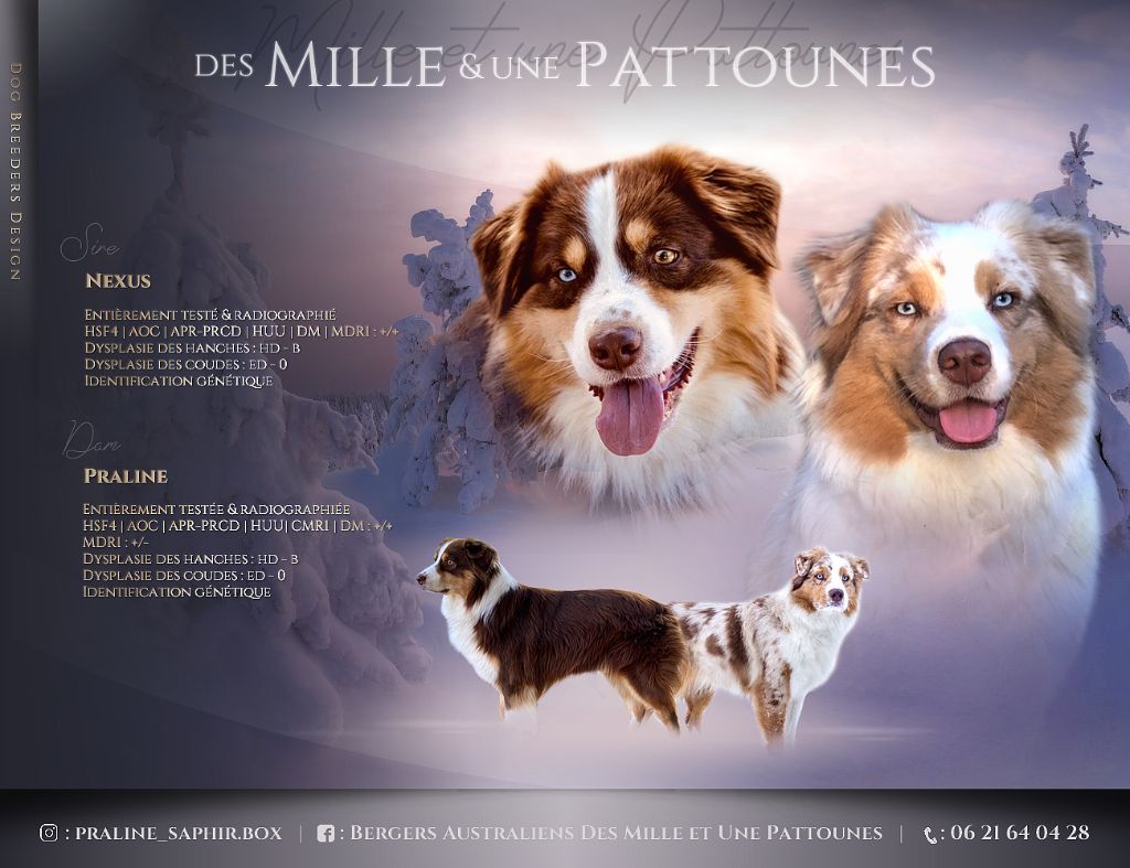 chiot Berger Australien Des Mille Et Une Pattounes