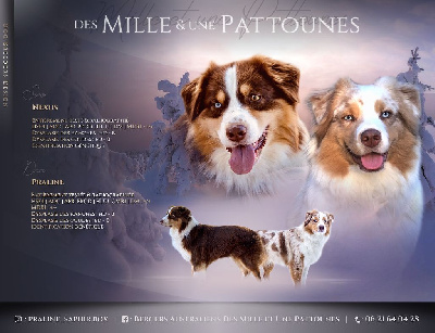 Des Mille Et Une Pattounes - Berger Australien - Portée née le 01/10/2021