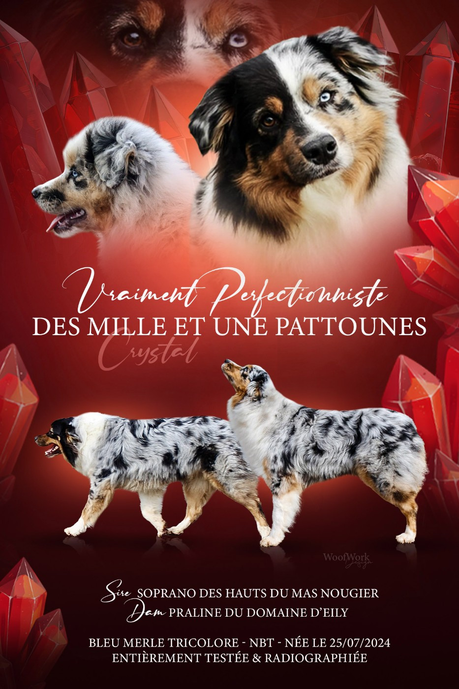 Vraiment perfectionniste Des Mille Et Une Pattounes