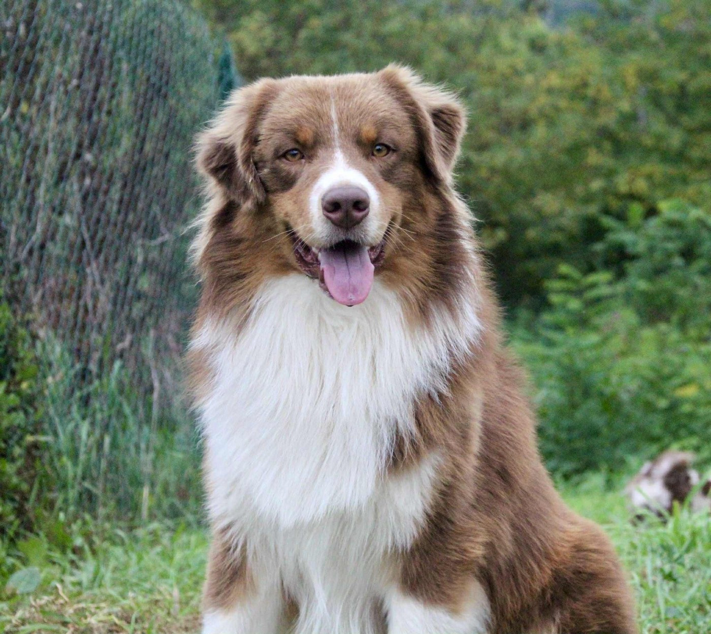 Shepherds Of Paradise Vladimyr