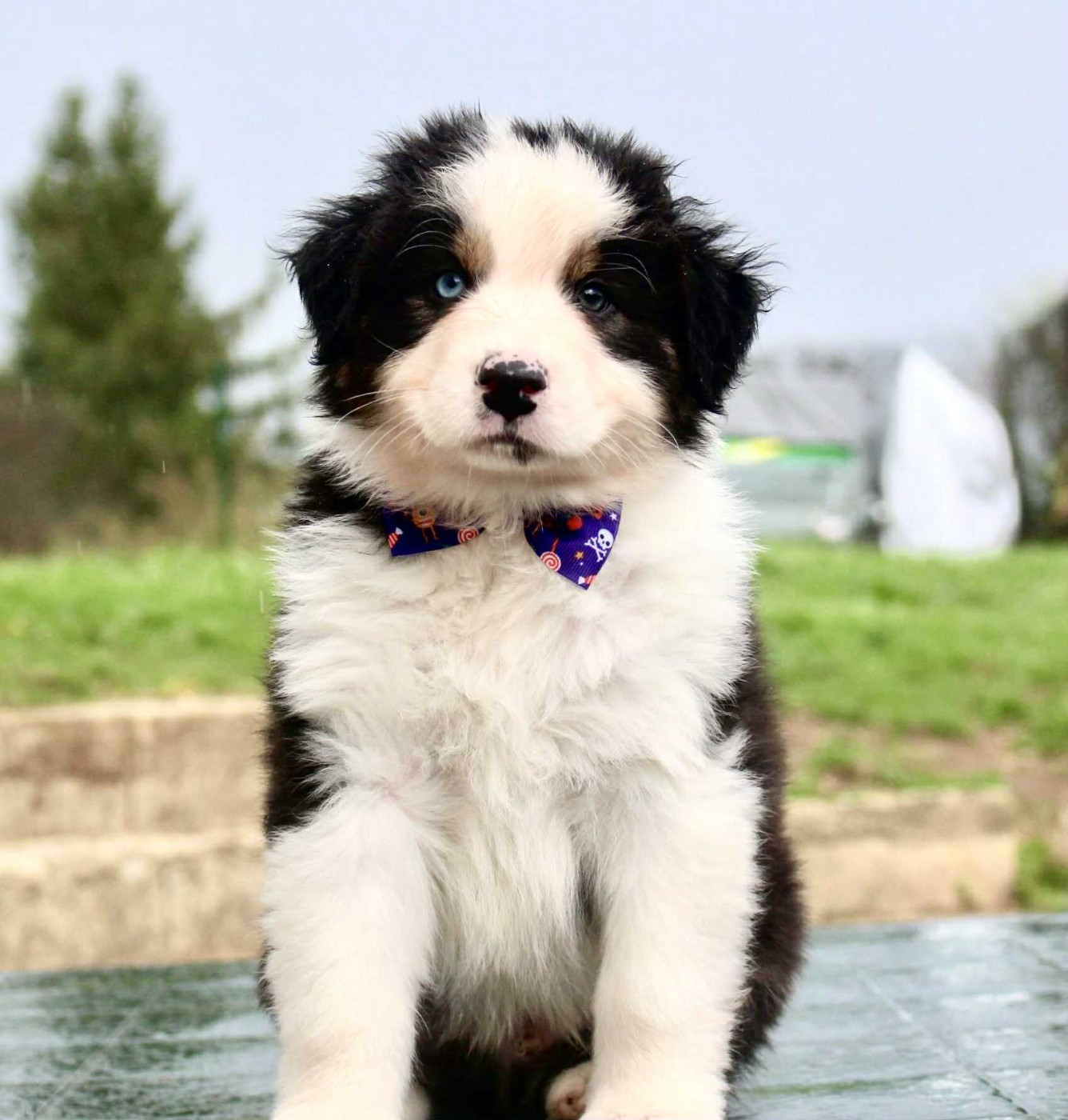 Asgard Baldur Des Mille Et Une Pattounes