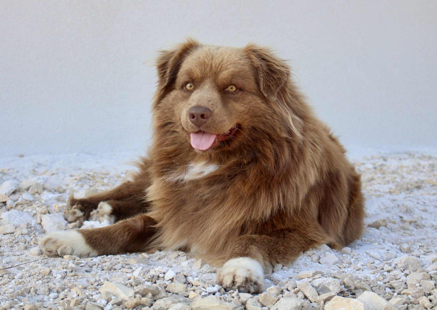 Notre étalon rouge bicolore porteur du gène des yeux bleus !