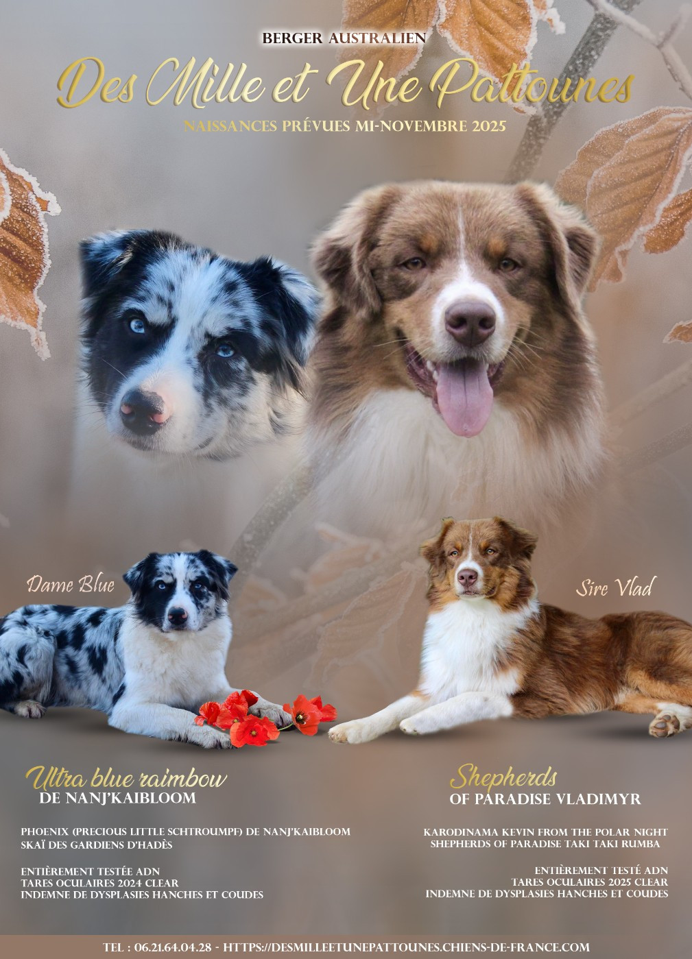 Prochaine portée d'Australiens pour cette fin d'année 2025 !