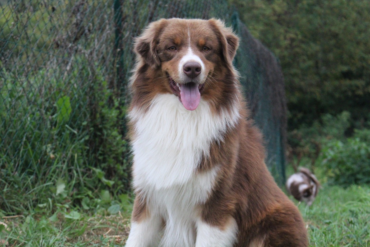 Des Mille Et Une Pattounes - Notre étalon rouge tricolore issue de superbes lignées !