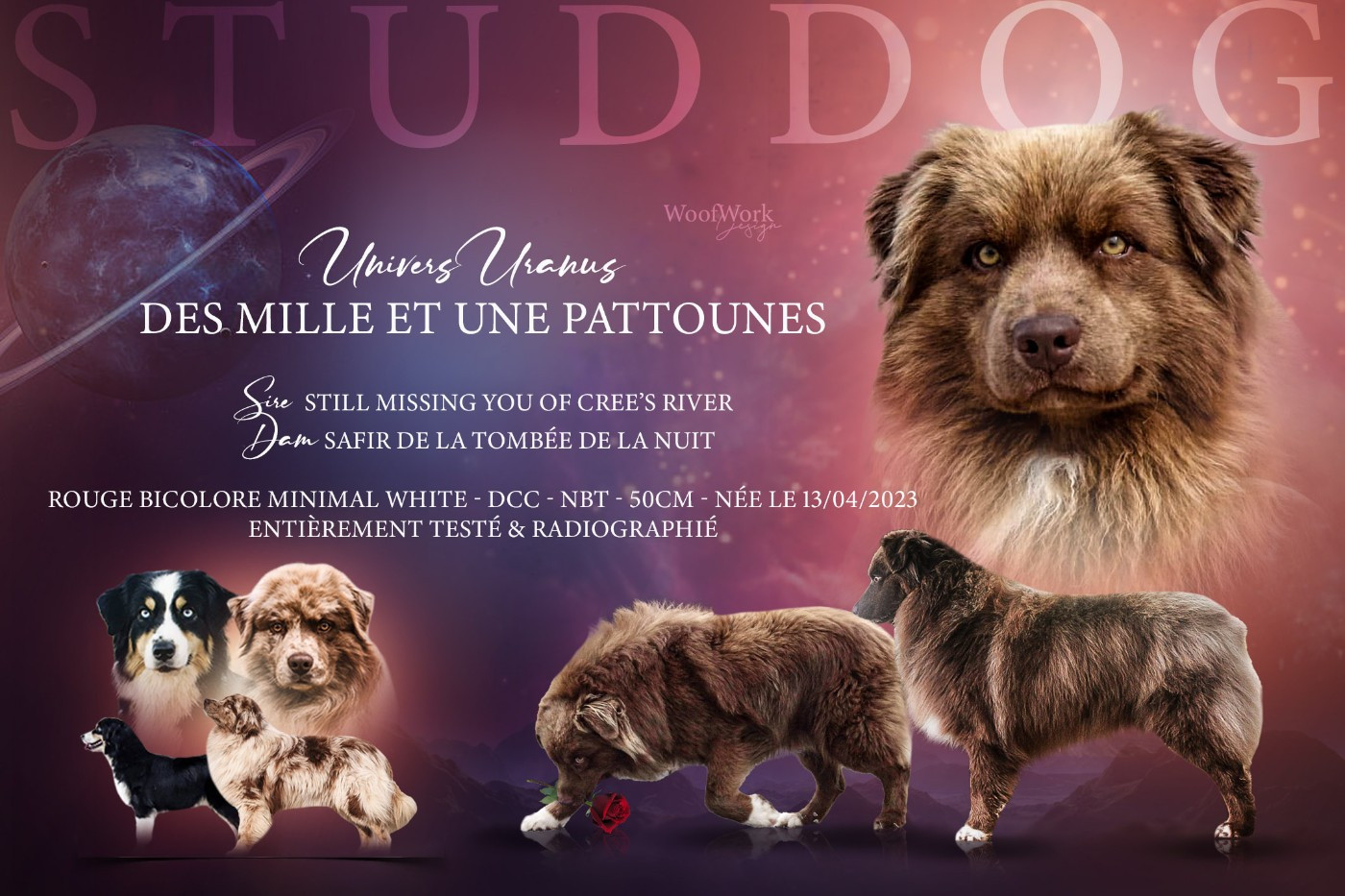 Des Mille Et Une Pattounes - Notre étalon rouge bicolore porteur du gène des yeux bleus !