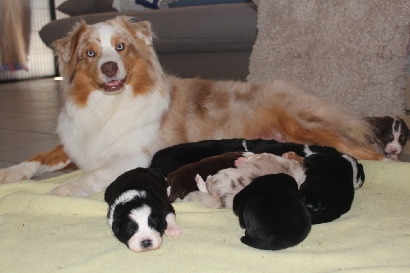 Des Mille Et Une Pattounes - Portée de chiots australiens attendus pour Pâques 2026 !