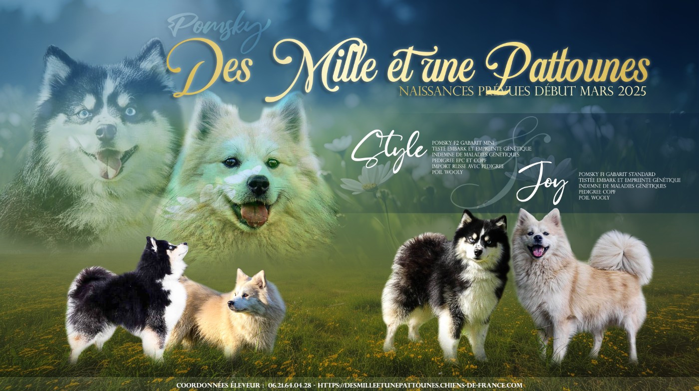 Des Mille Et Une Pattounes - Portée de chiots Pomsky F2 attendus pour fin mai 2026 !