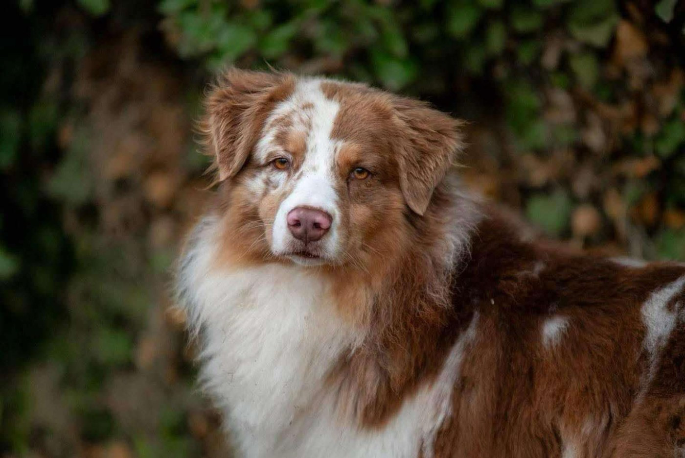 Des Mille Et Une Pattounes - Notre étalon rouge merle tricolore de lignée russe !