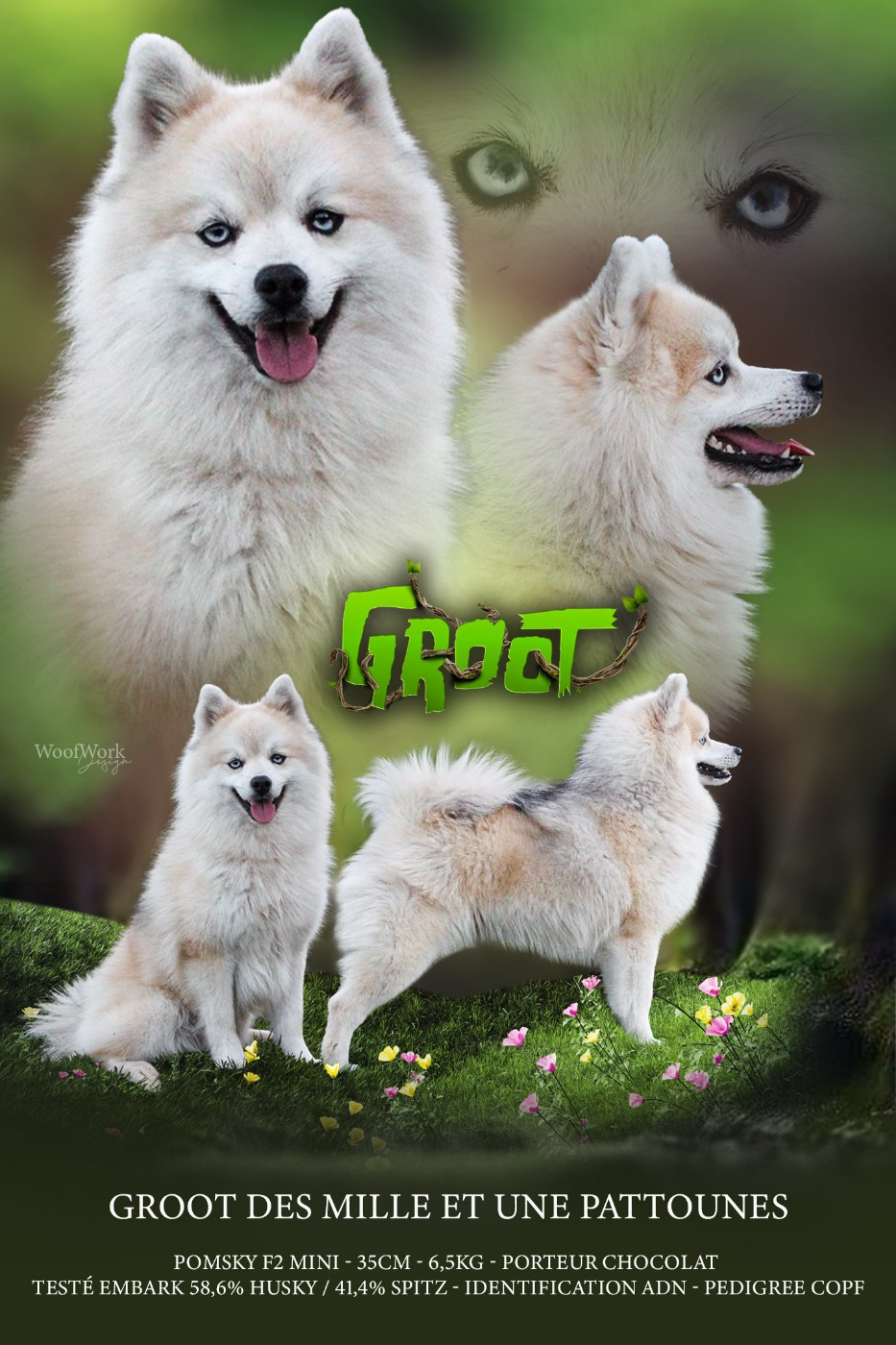 Des Mille Et Une Pattounes - Notre étalon Pomsky F2 disponible en saillie !