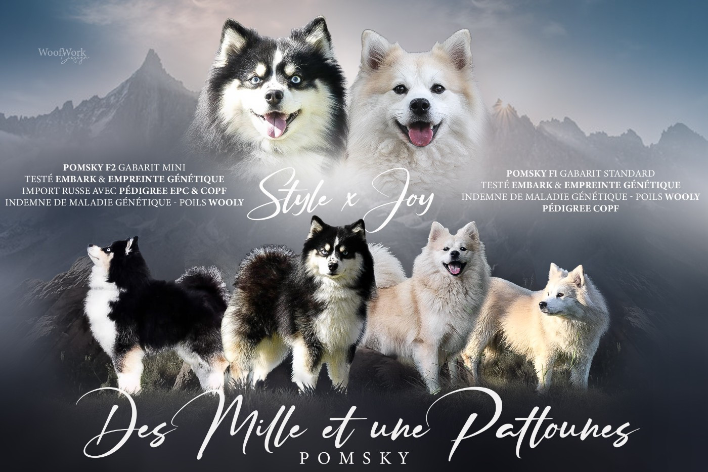 Portée de chiots Pomsky F2 attendus pour fin mai 2026 !