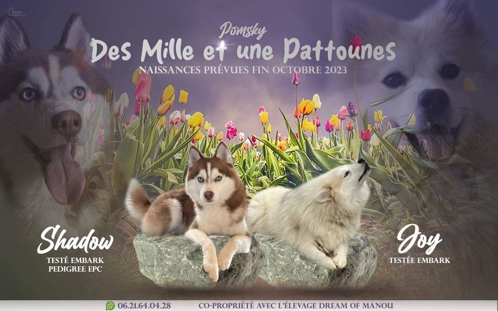 Portée Joy 2023