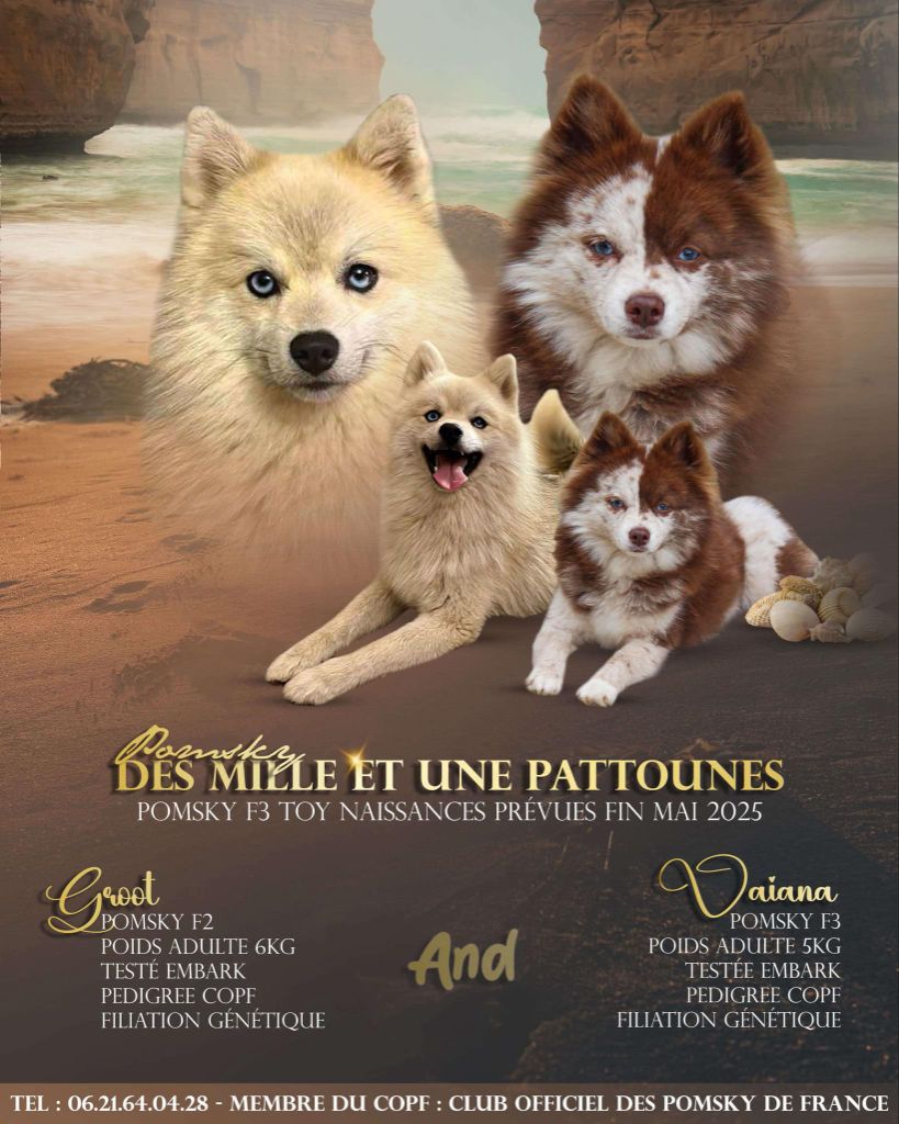 Portée Vaiana 2025