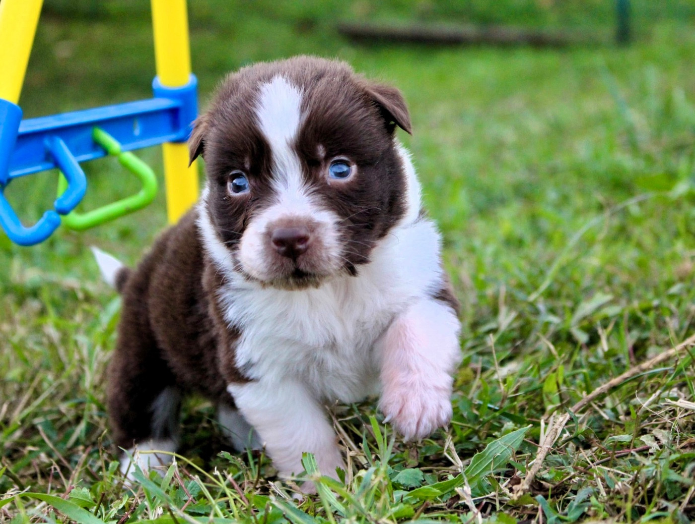 Des Mille Et Une Pattounes - Chiots disponibles - Berger Australien