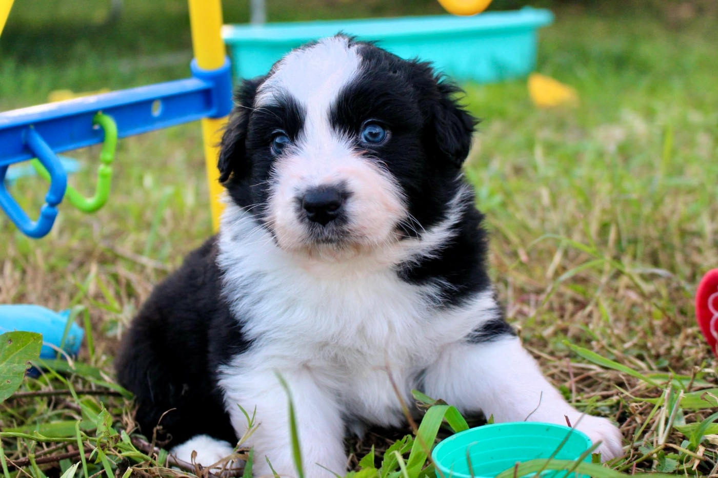 Des Mille Et Une Pattounes - Chiots disponibles - Berger Australien