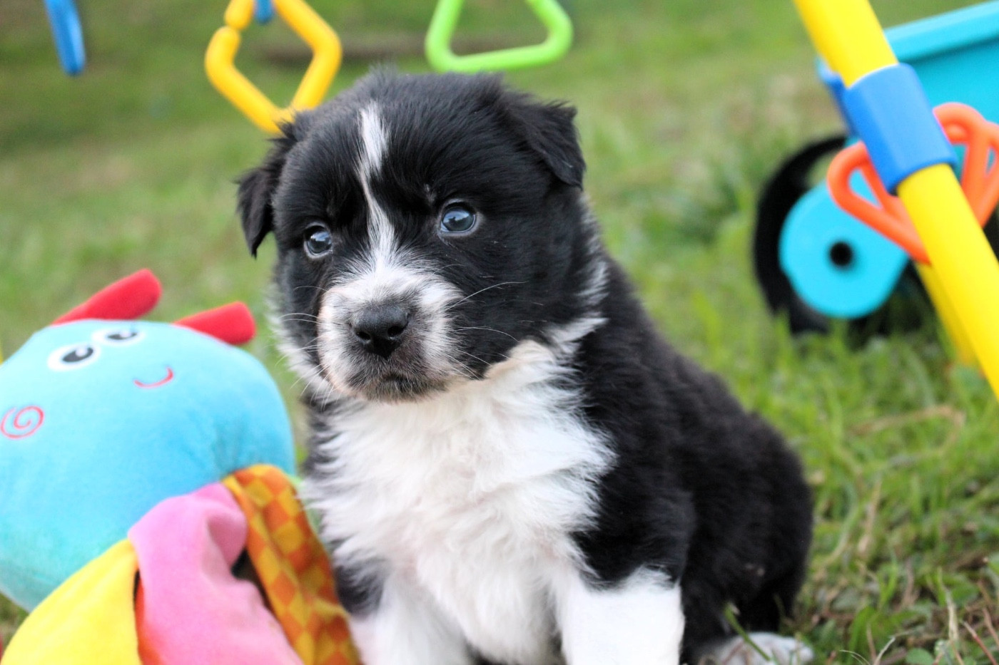 Des Mille Et Une Pattounes - Chiots disponibles - Berger Australien
