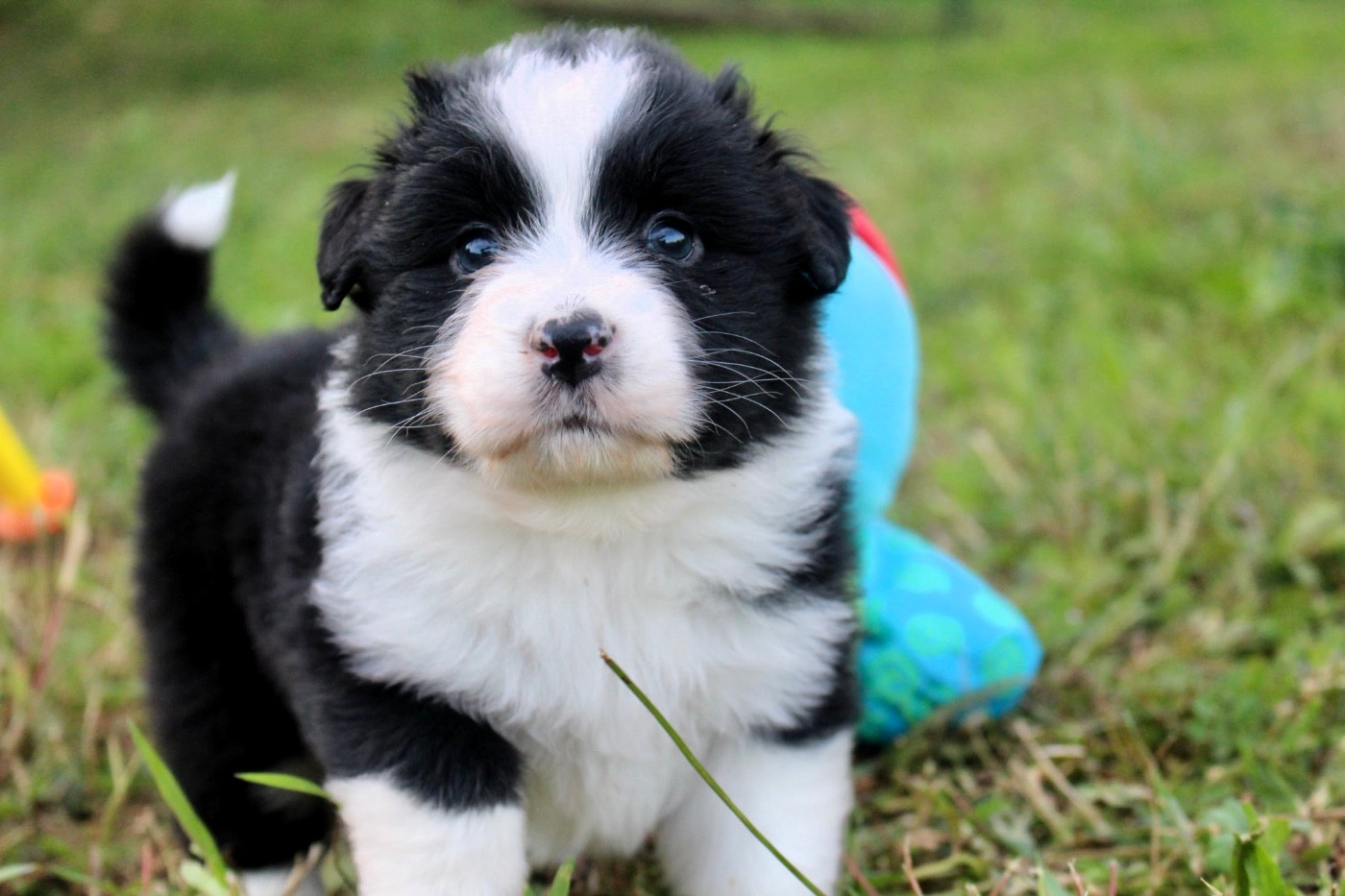 Des Mille Et Une Pattounes - Chiots disponibles - Berger Australien