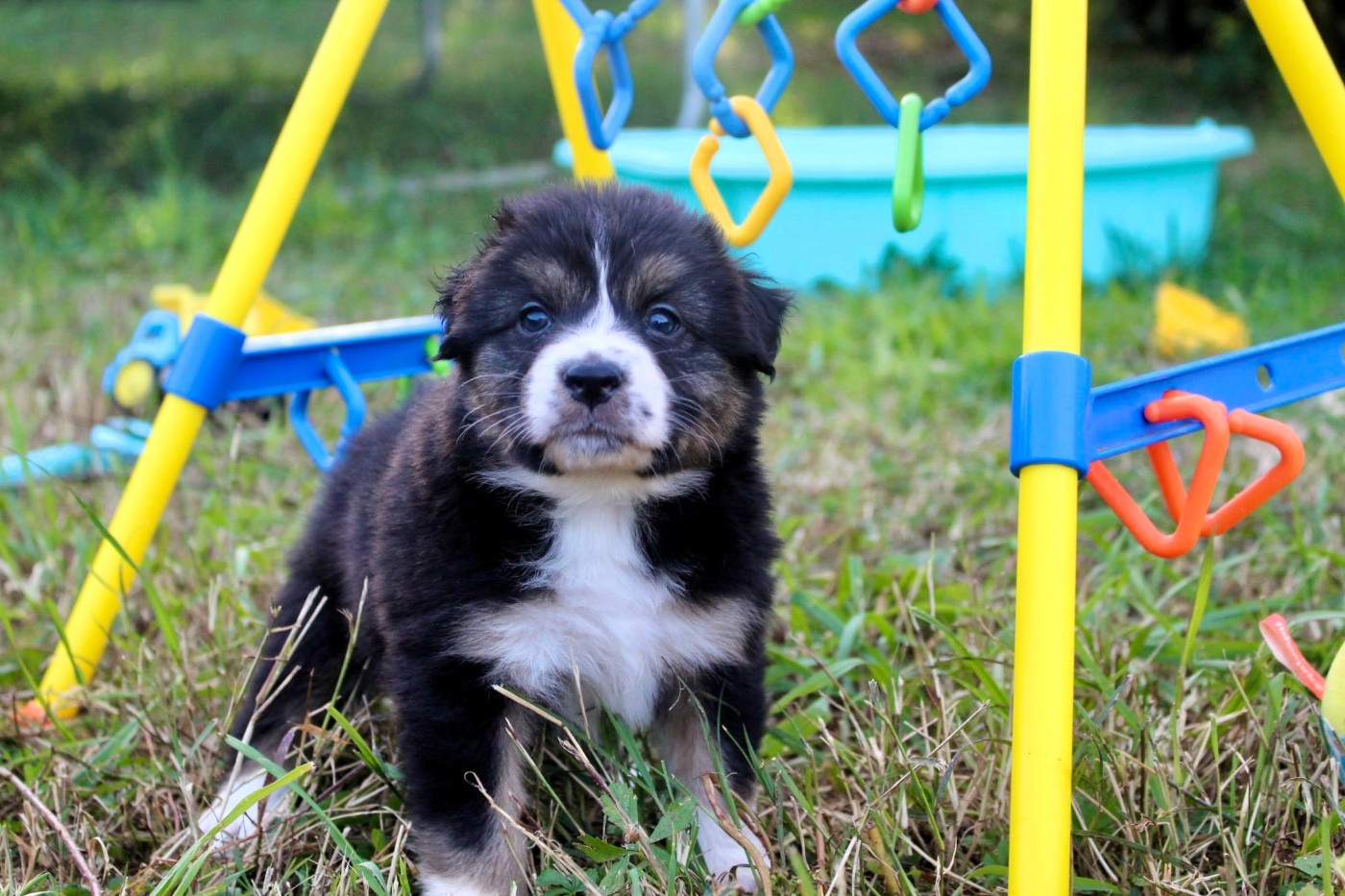 Des Mille Et Une Pattounes - Chiots disponibles - Berger Australien