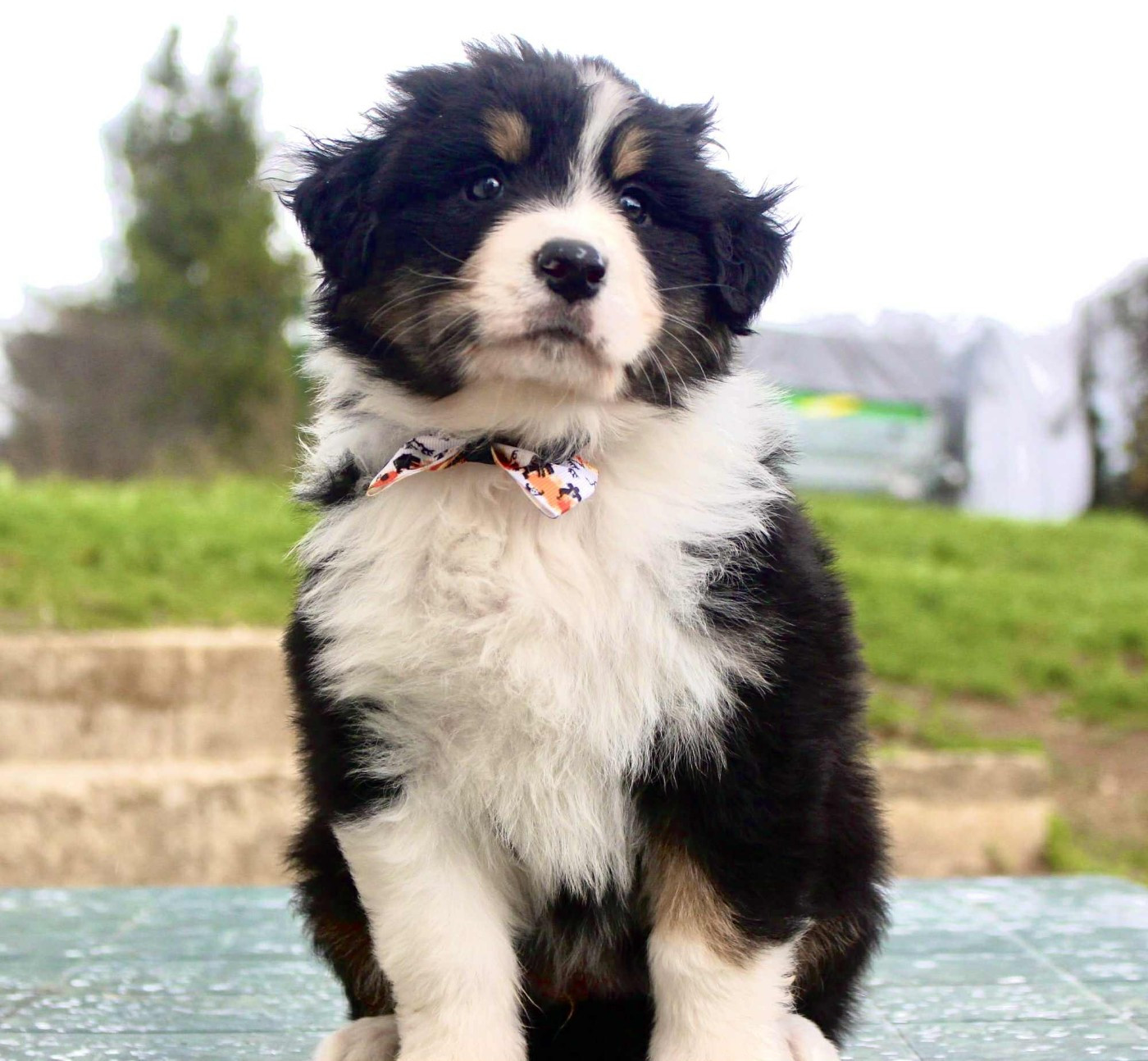 Des Mille Et Une Pattounes - Chiots disponibles - Berger Australien