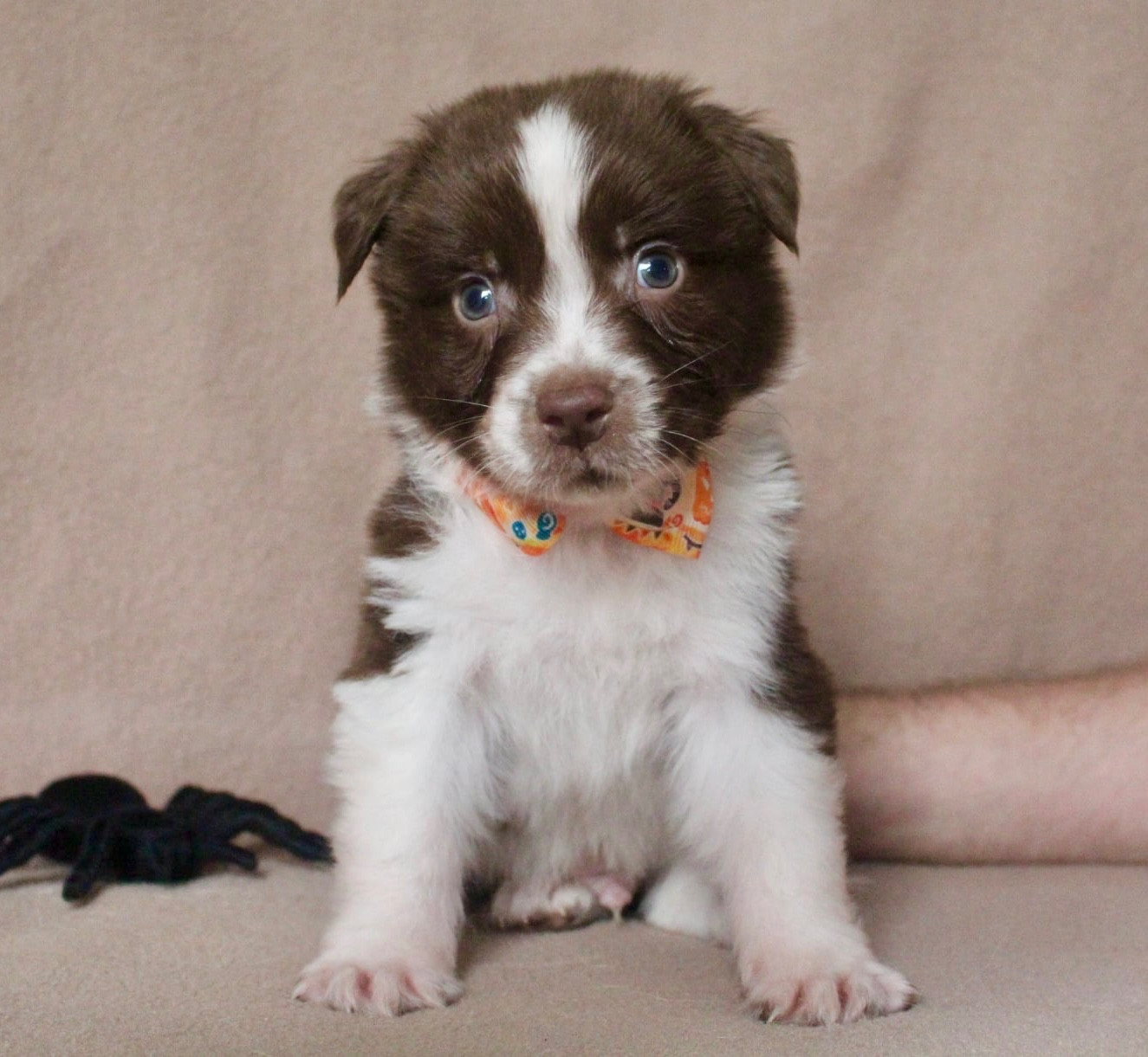 Des Mille Et Une Pattounes - Chiots disponibles - Berger Australien