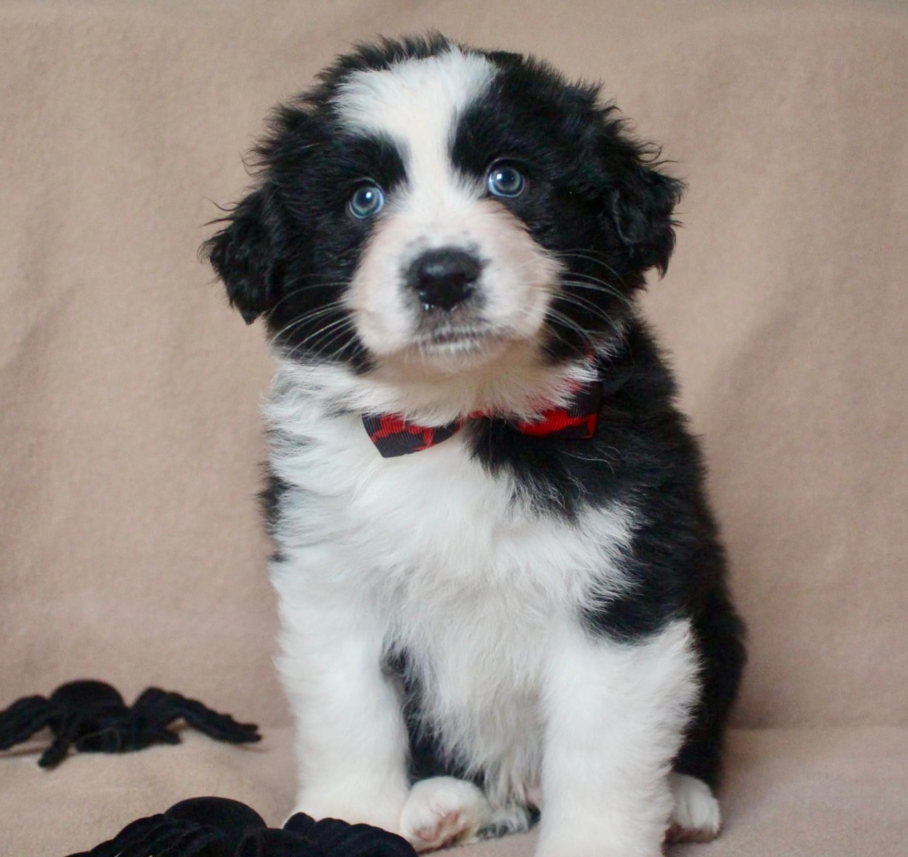 Des Mille Et Une Pattounes - Chiots disponibles - Berger Australien