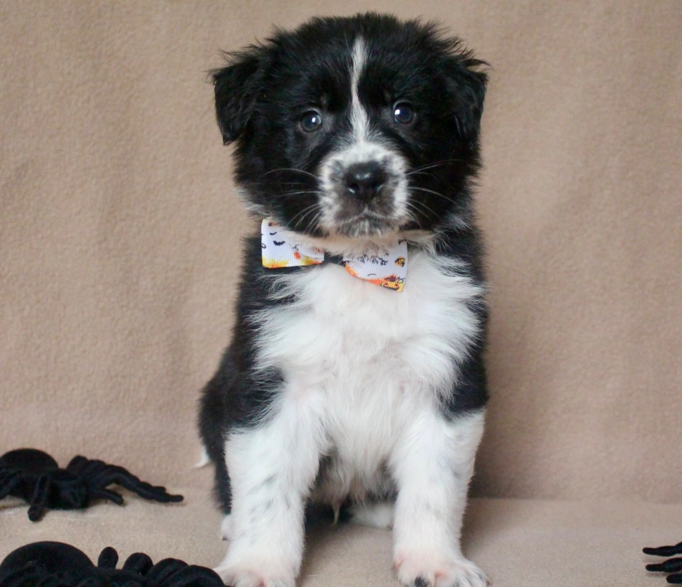 Des Mille Et Une Pattounes - Chiots disponibles - Berger Australien