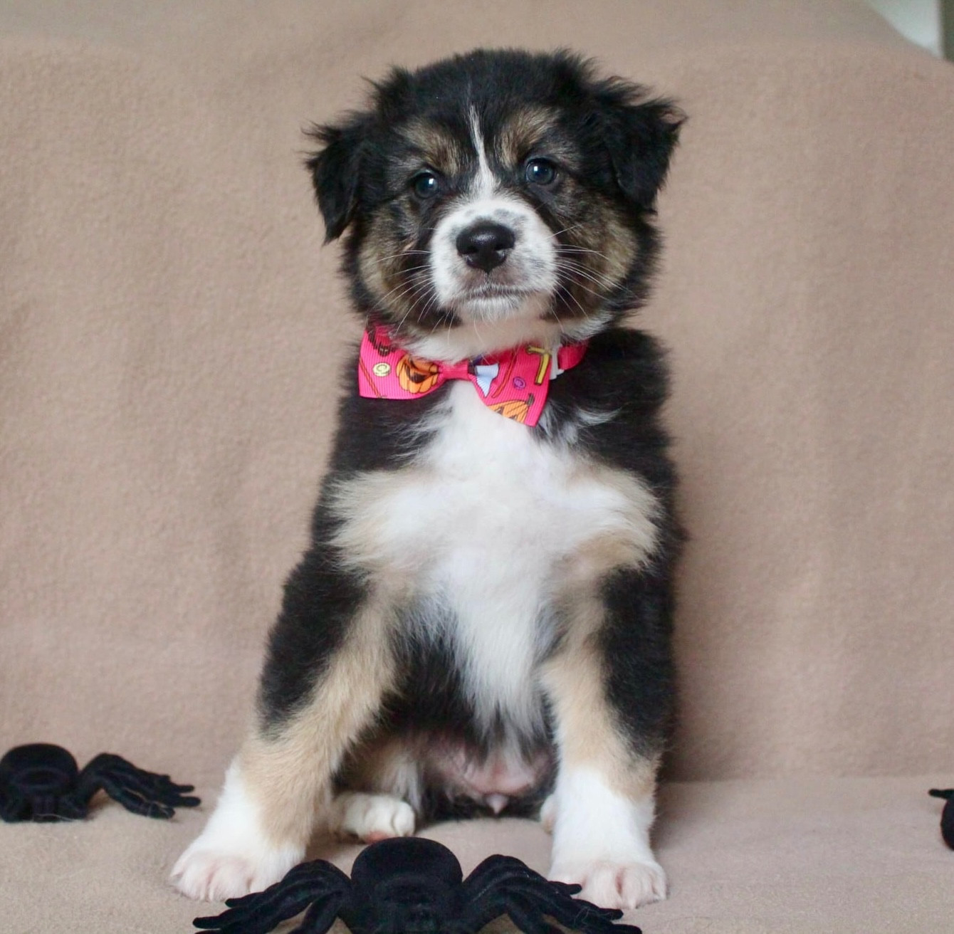 Des Mille Et Une Pattounes - Chiots disponibles - Berger Australien