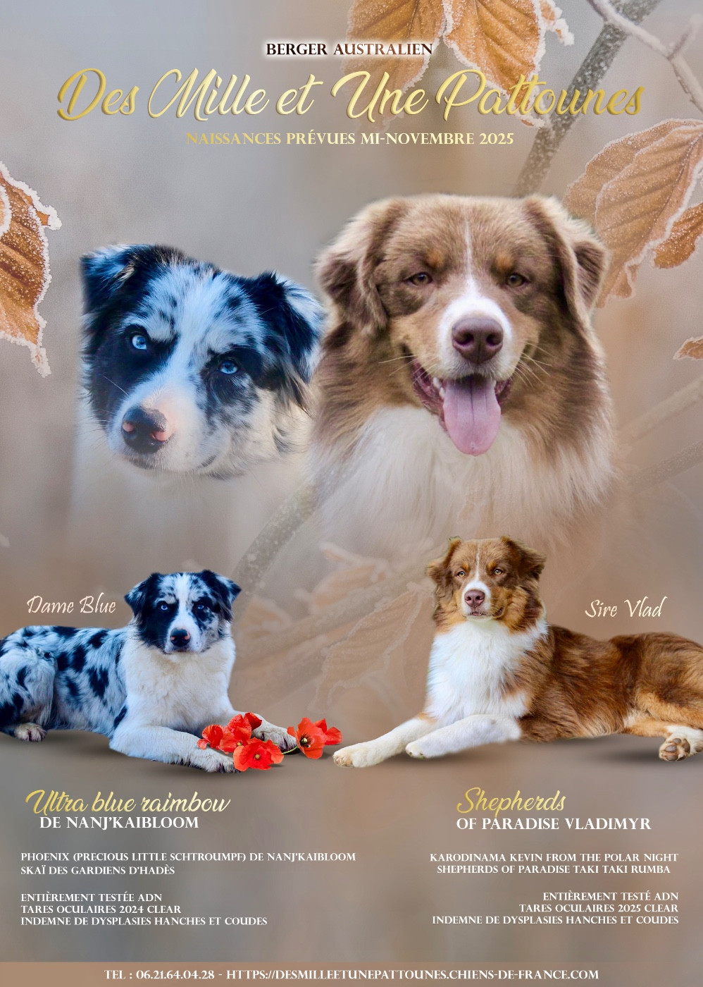 Chiot Berger Australien Des Mille Et Une Pattounes