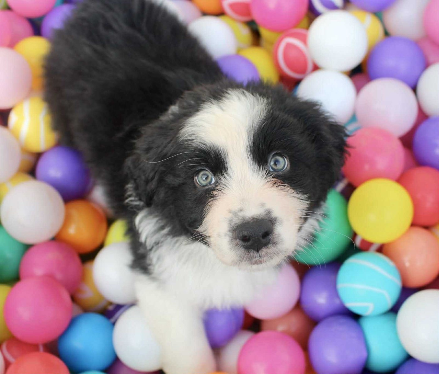 Des Mille Et Une Pattounes - Chiots disponibles - Berger Australien