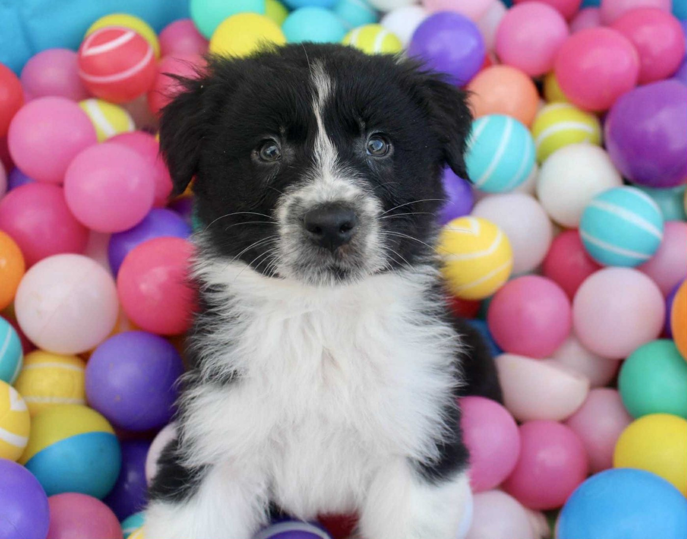 Des Mille Et Une Pattounes - Chiots disponibles - Berger Australien