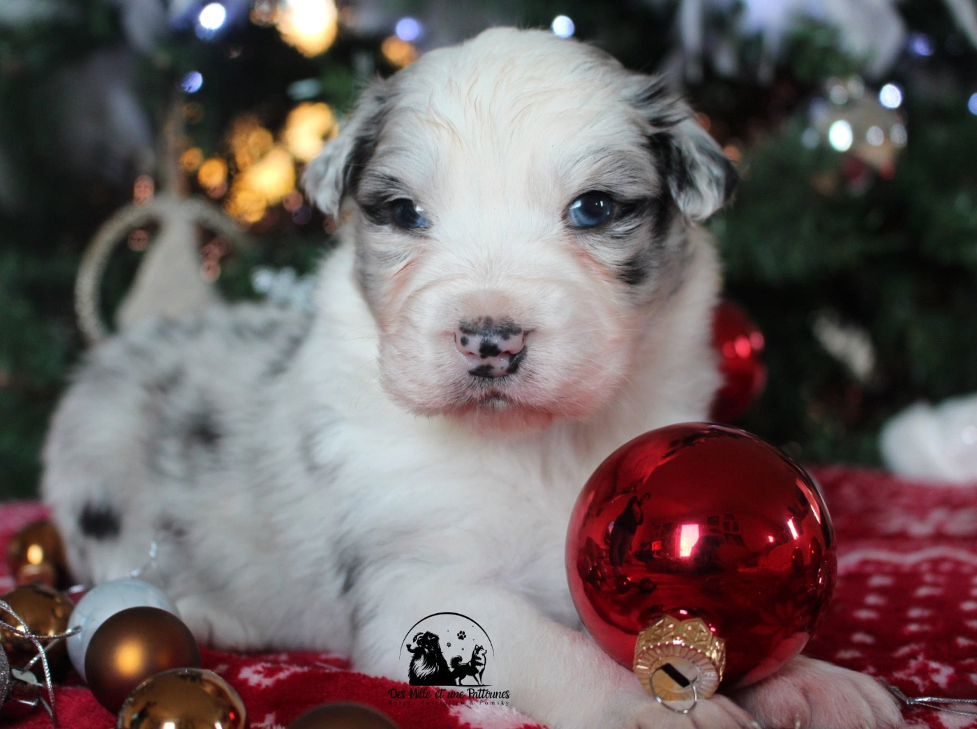 Des Mille Et Une Pattounes - Chiots disponibles - Berger Australien