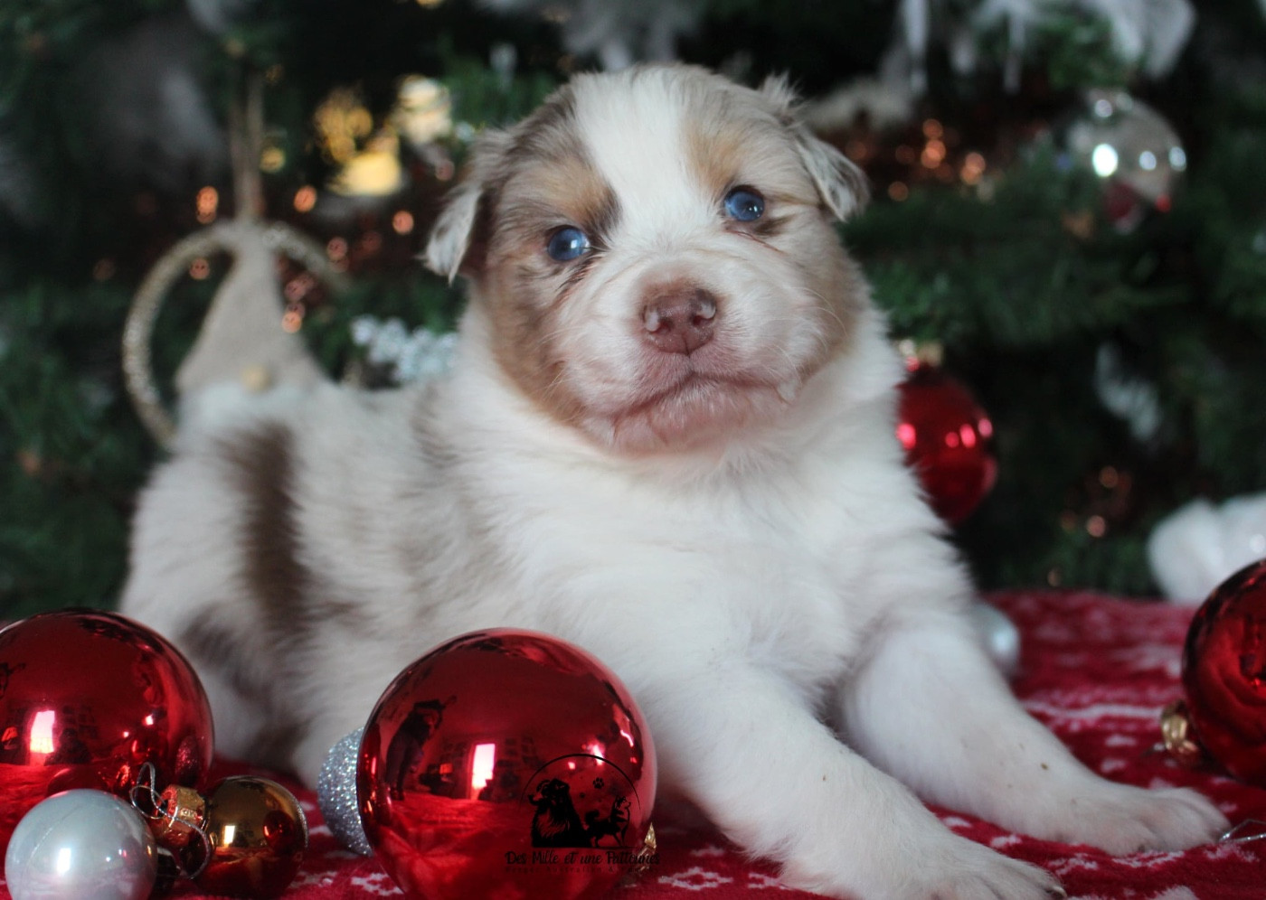 Des Mille Et Une Pattounes - Chiots disponibles - Berger Australien