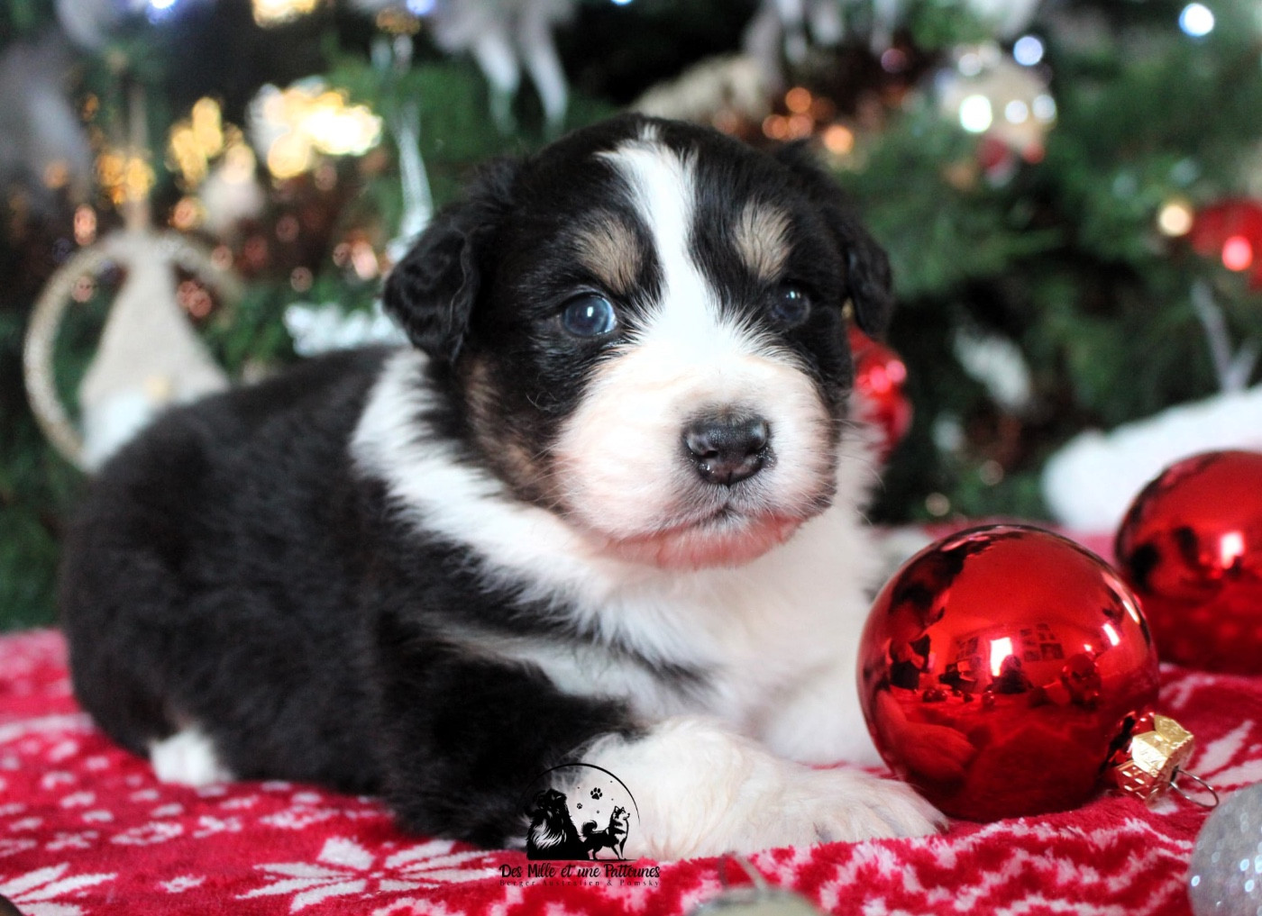 Des Mille Et Une Pattounes - Chiots disponibles - Berger Australien