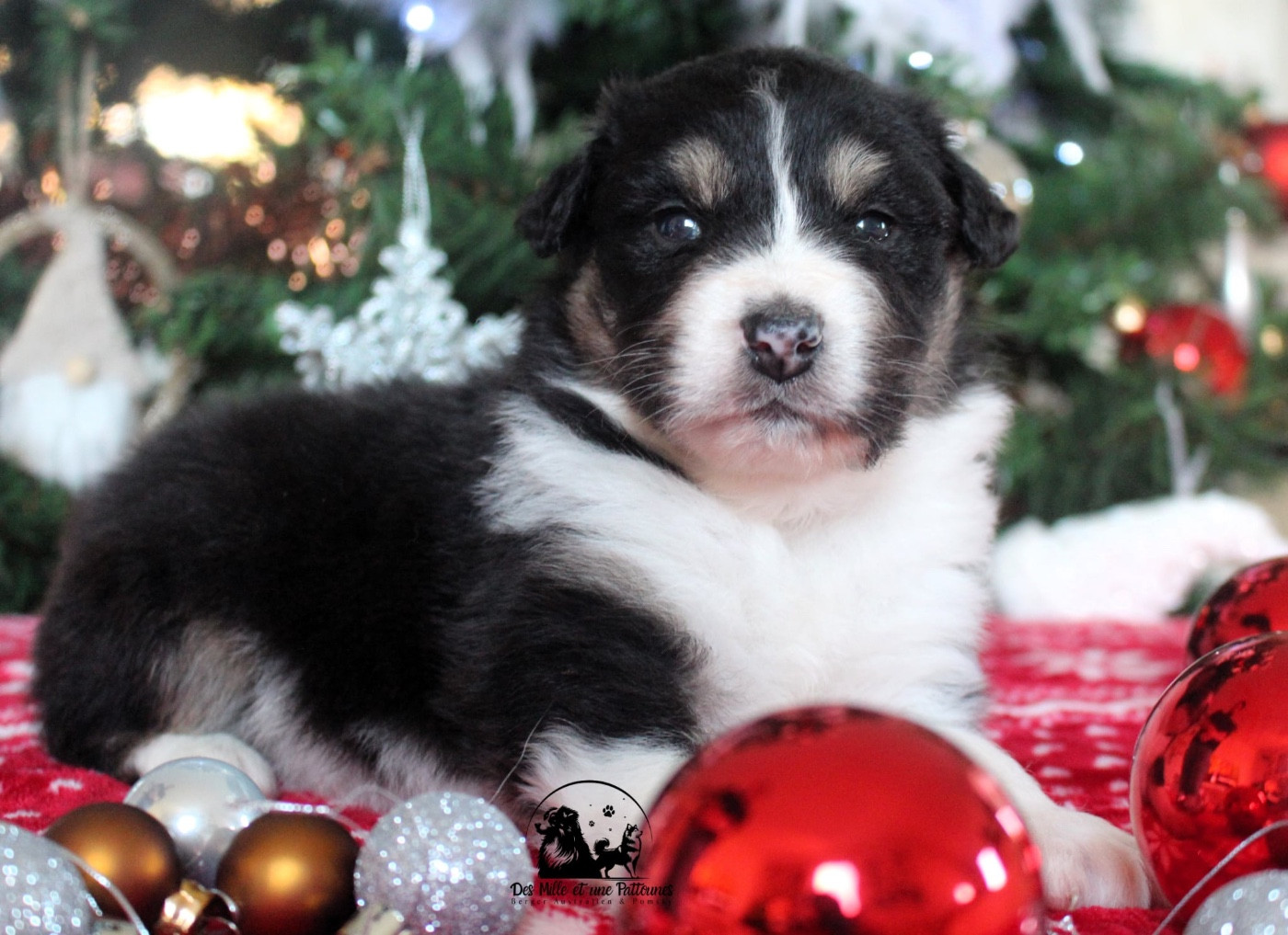 Des Mille Et Une Pattounes - Chiots disponibles - Berger Australien