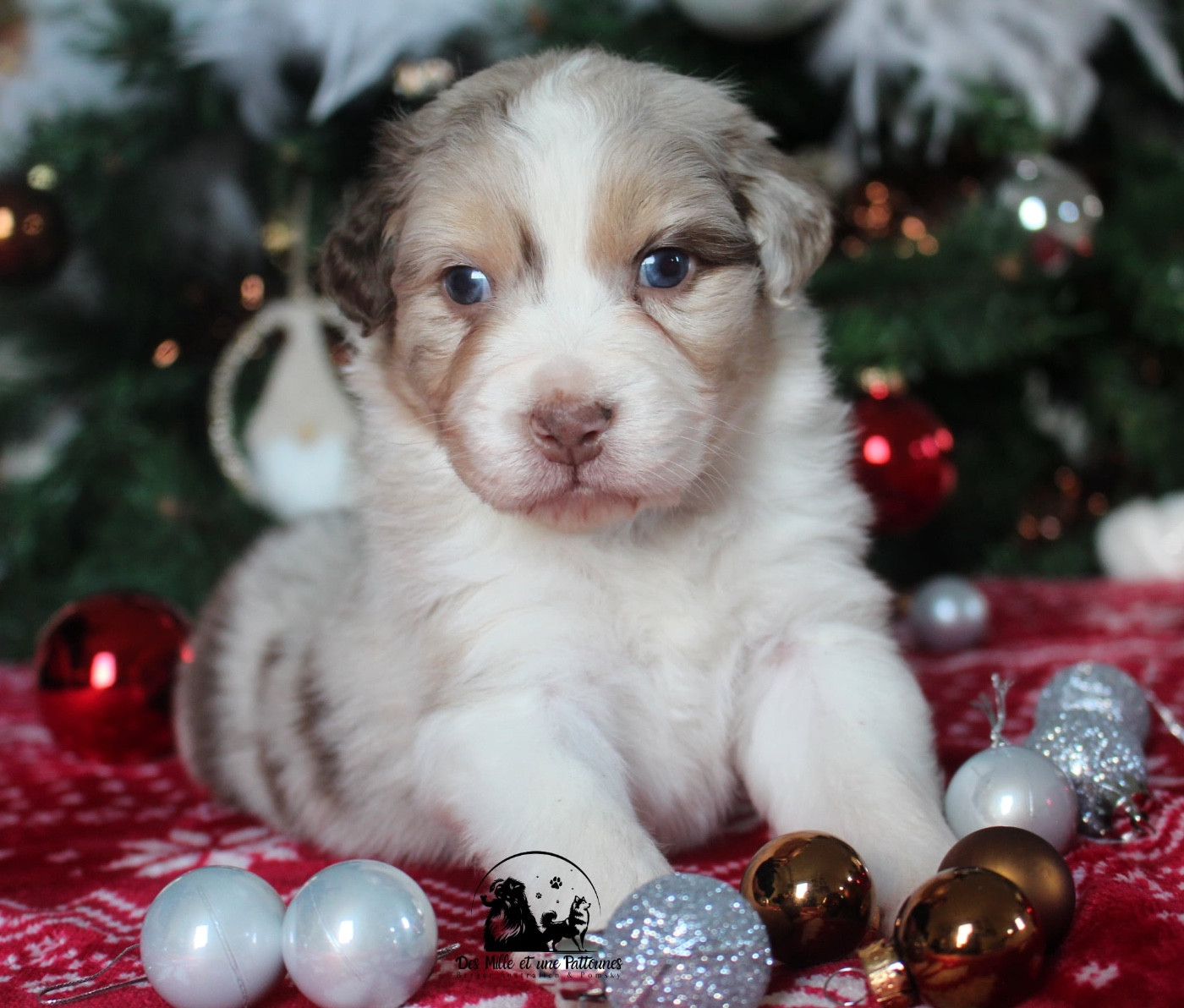 Des Mille Et Une Pattounes - Chiots disponibles - Berger Australien