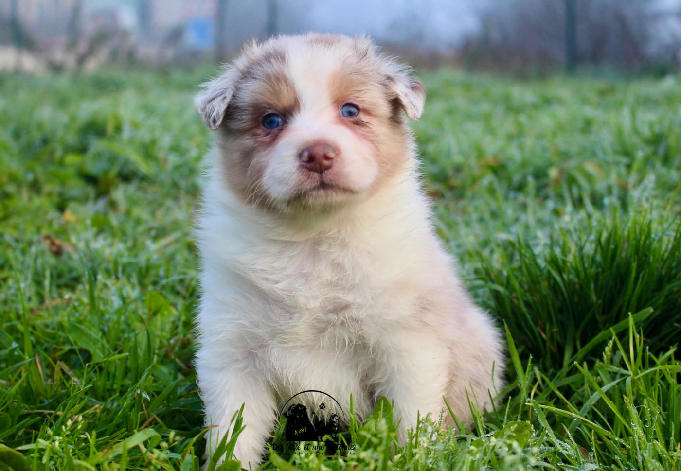 Des Mille Et Une Pattounes - Chiots disponibles - Berger Australien