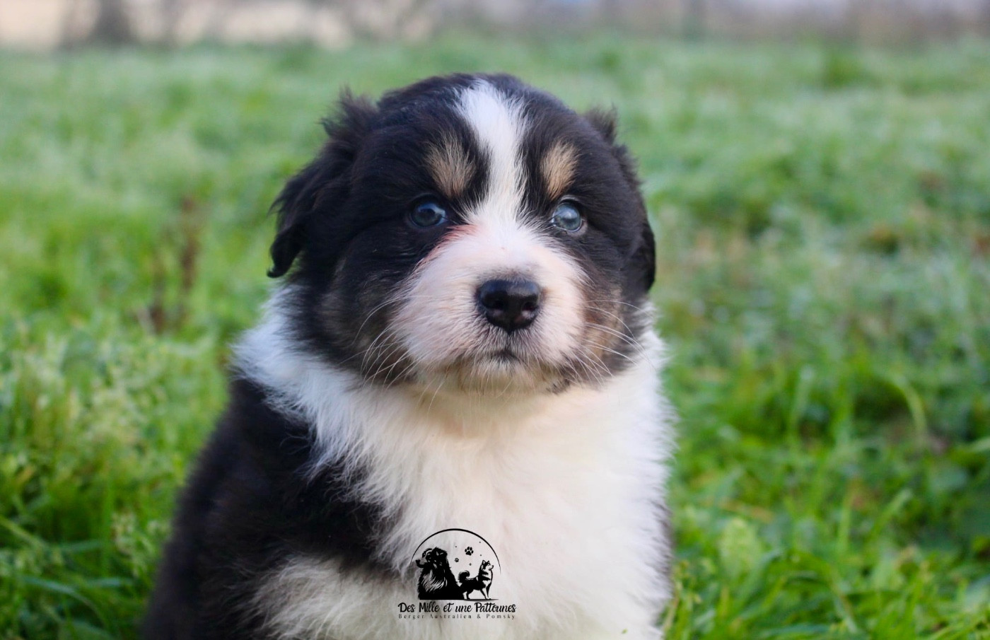 Des Mille Et Une Pattounes - Chiots disponibles - Berger Australien