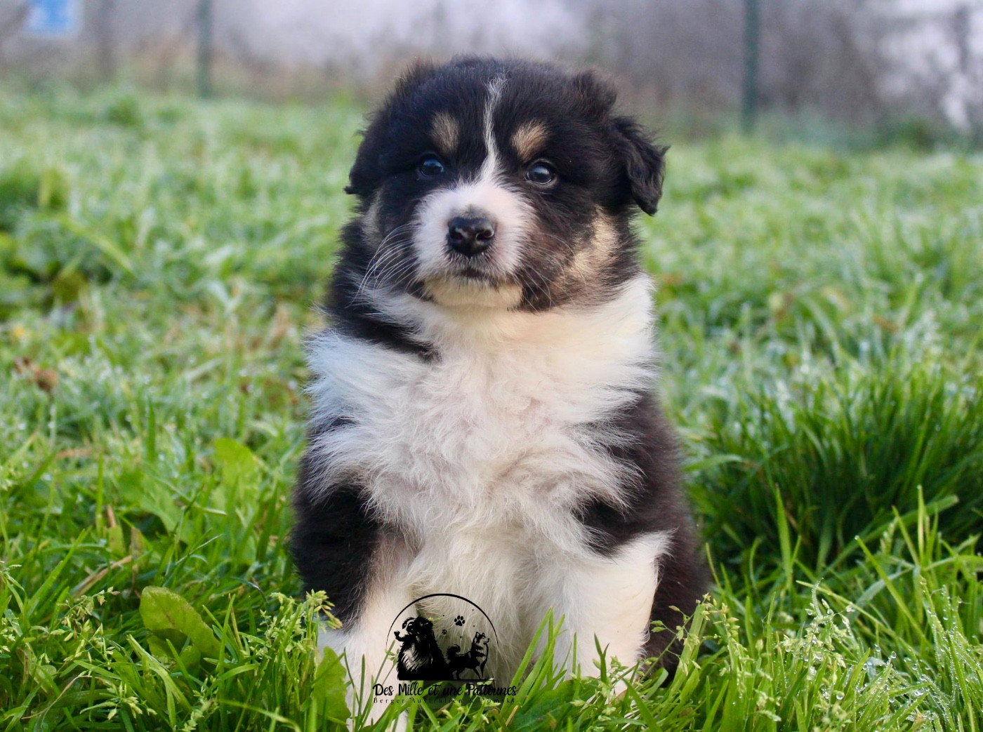 Des Mille Et Une Pattounes - Chiots disponibles - Berger Australien