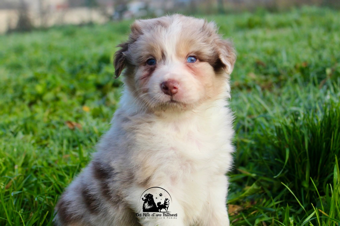 Des Mille Et Une Pattounes - Chiots disponibles - Berger Australien
