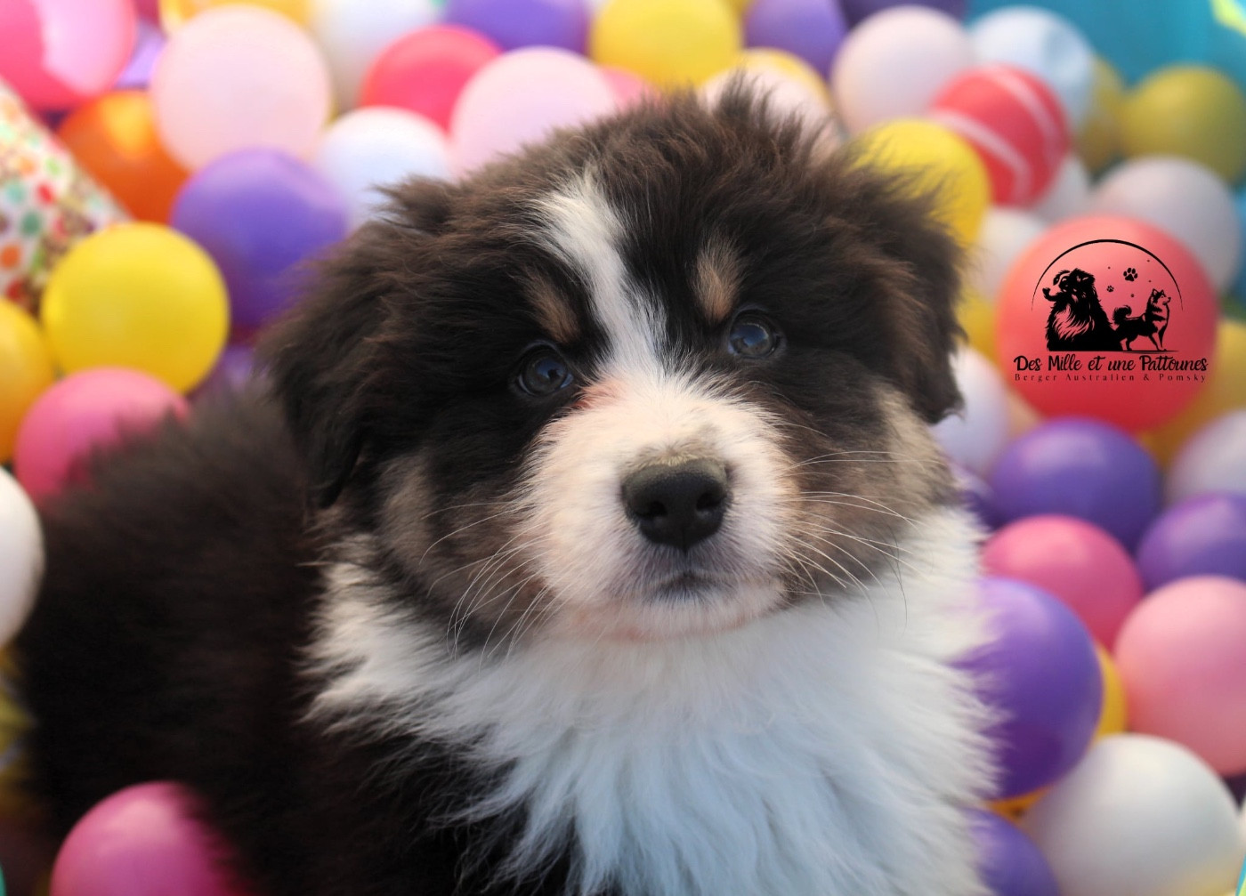 Des Mille Et Une Pattounes - Chiots disponibles - Berger Australien
