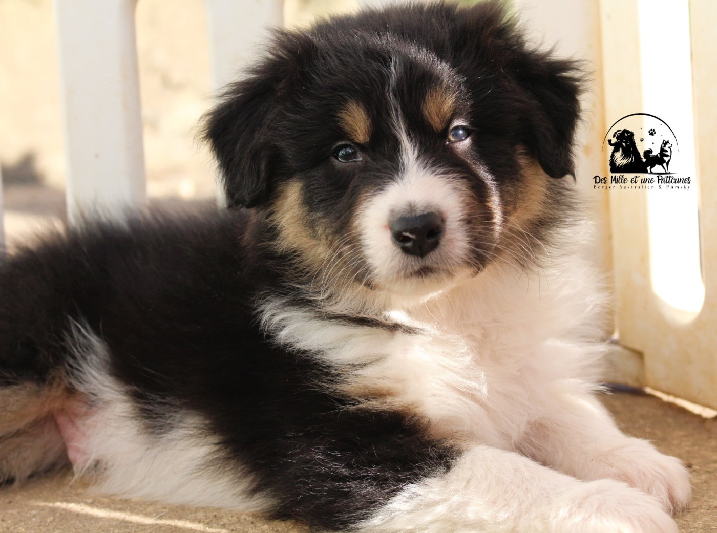 Des Mille Et Une Pattounes - Chiots disponibles - Berger Australien