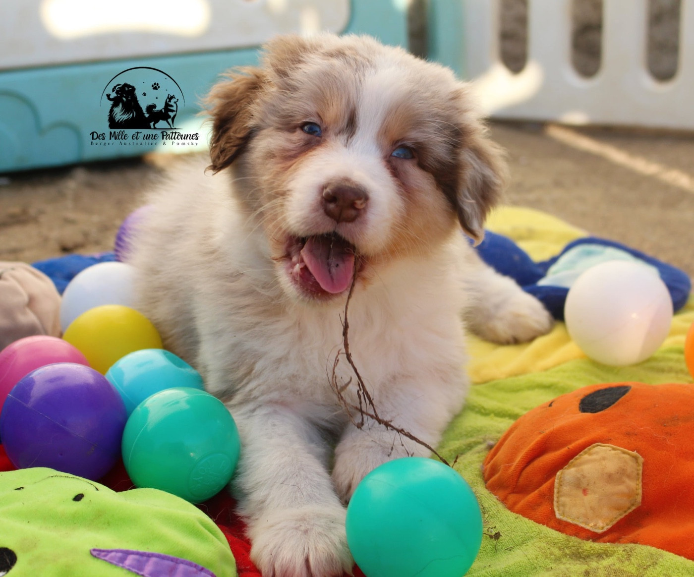 Des Mille Et Une Pattounes - Chiots disponibles - Berger Australien