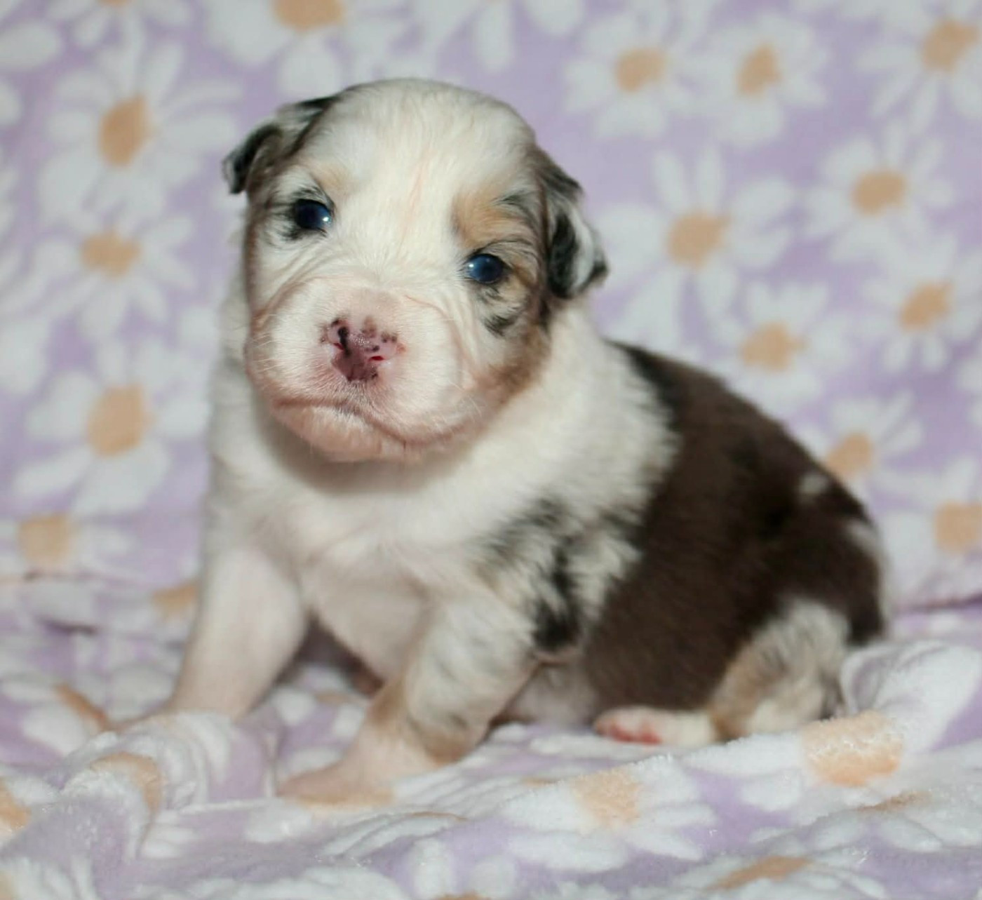 Des Mille Et Une Pattounes - Chiots disponibles - Berger Australien