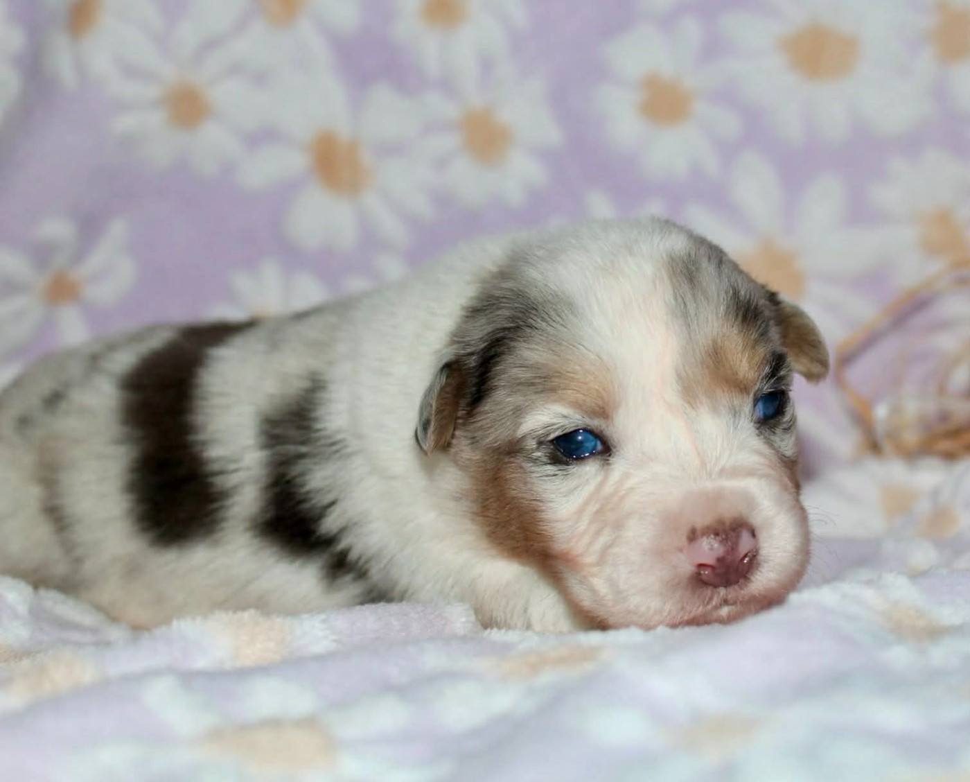 Des Mille Et Une Pattounes - Chiots disponibles - Berger Australien