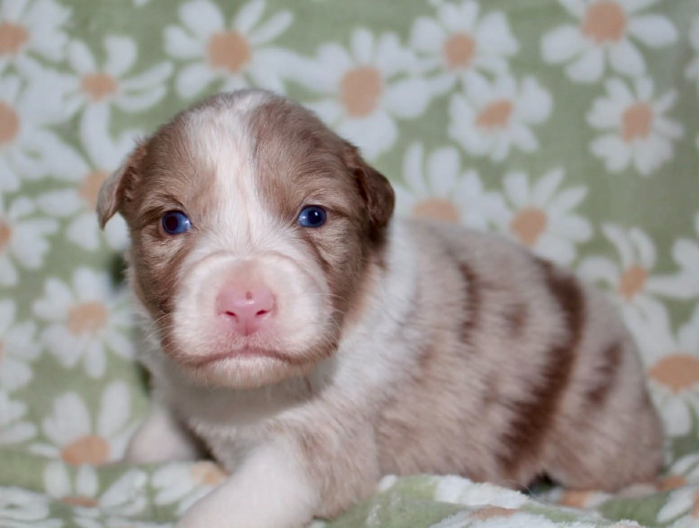 Des Mille Et Une Pattounes - Chiots disponibles - Berger Australien
