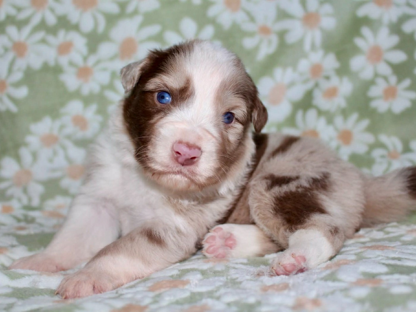 Des Mille Et Une Pattounes - Chiots disponibles - Berger Australien