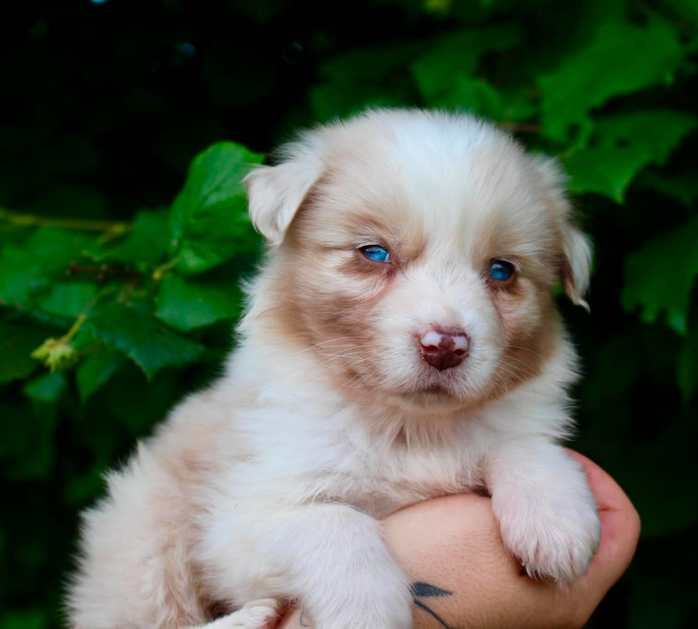 Des Mille Et Une Pattounes - Chiots disponibles - Berger Australien
