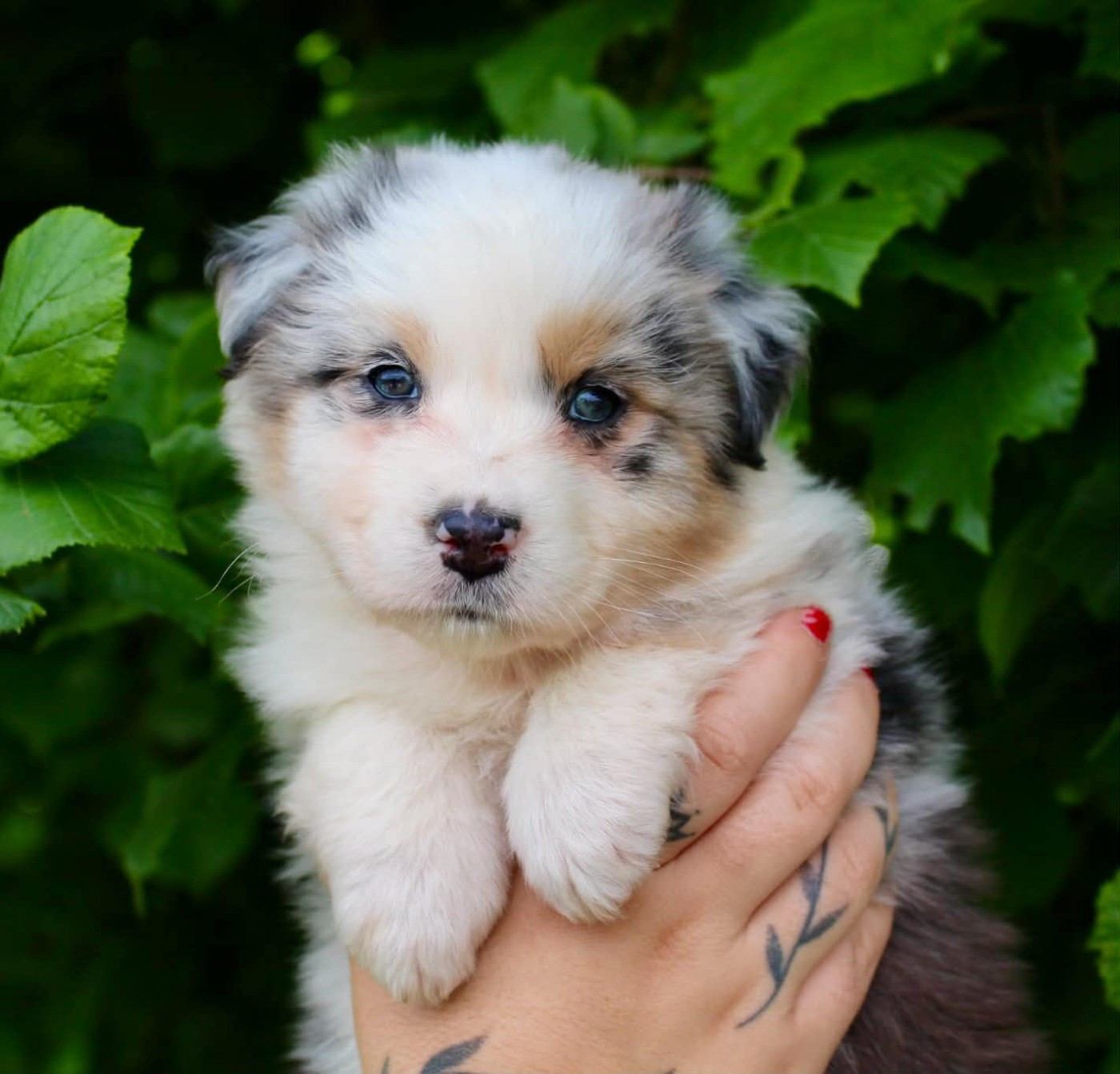 Des Mille Et Une Pattounes - Chiots disponibles - Berger Australien