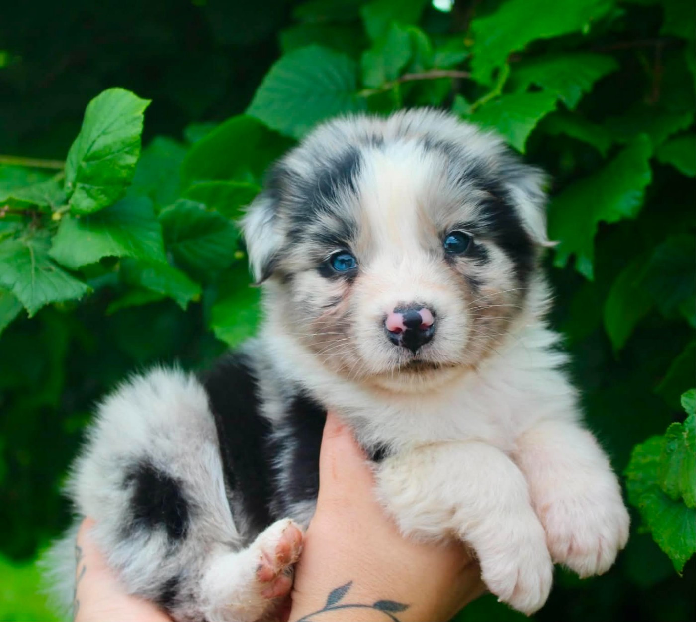 Des Mille Et Une Pattounes - Chiots disponibles - Berger Australien