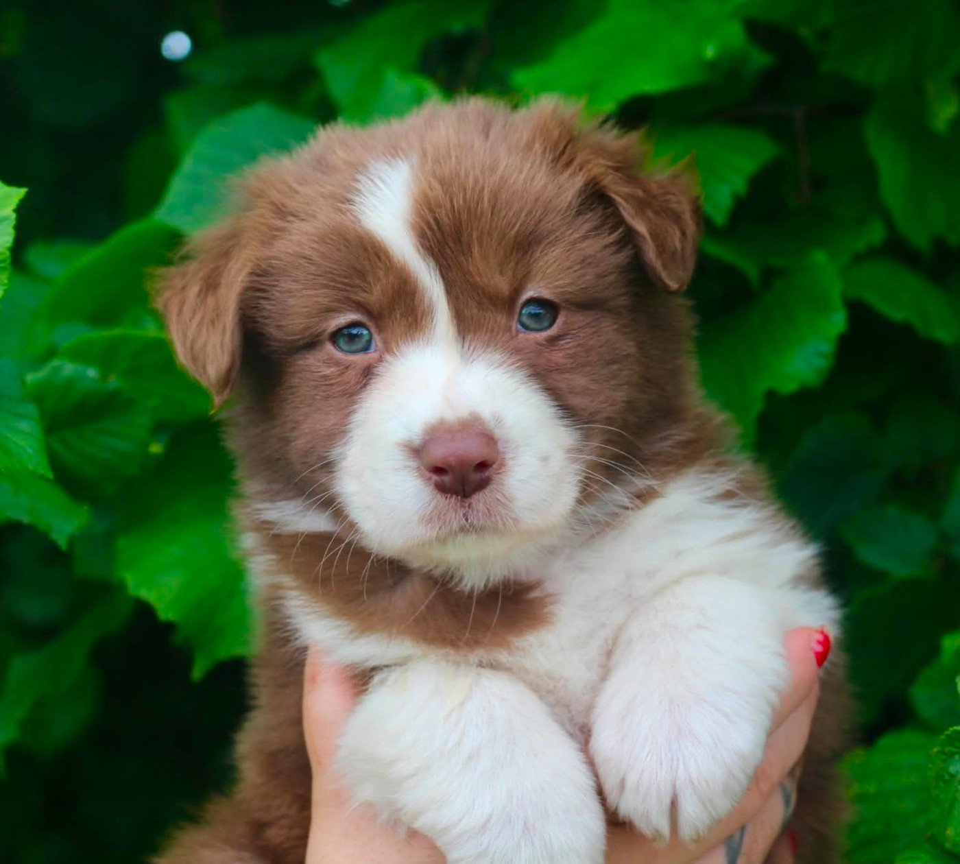 Des Mille Et Une Pattounes - Chiots disponibles - Berger Australien