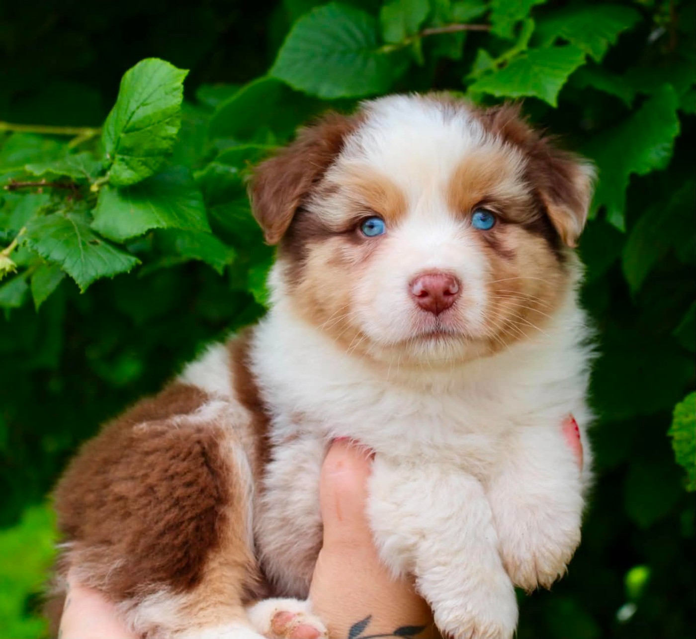 Des Mille Et Une Pattounes - Chiots disponibles - Berger Australien